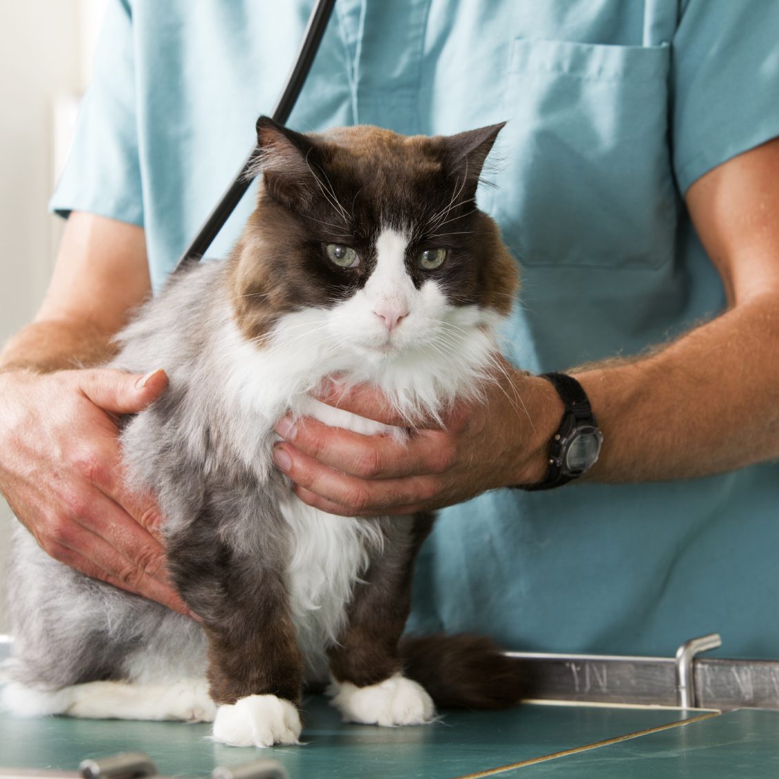 A cat having a check-up at a small animal vet clinic.