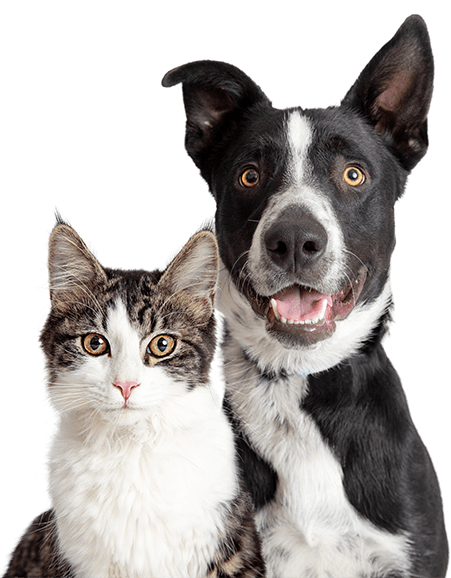 Cat and dog next to each other looking straight ahead.