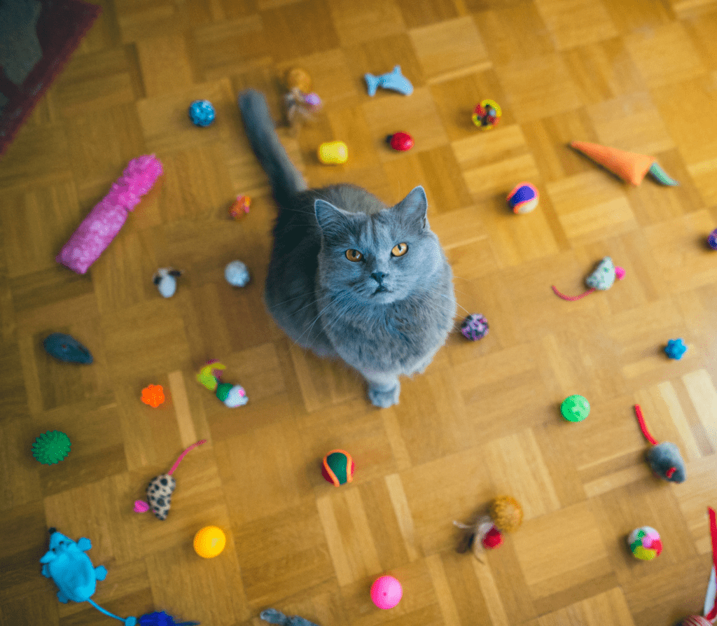 Gray cat with toys around the floor