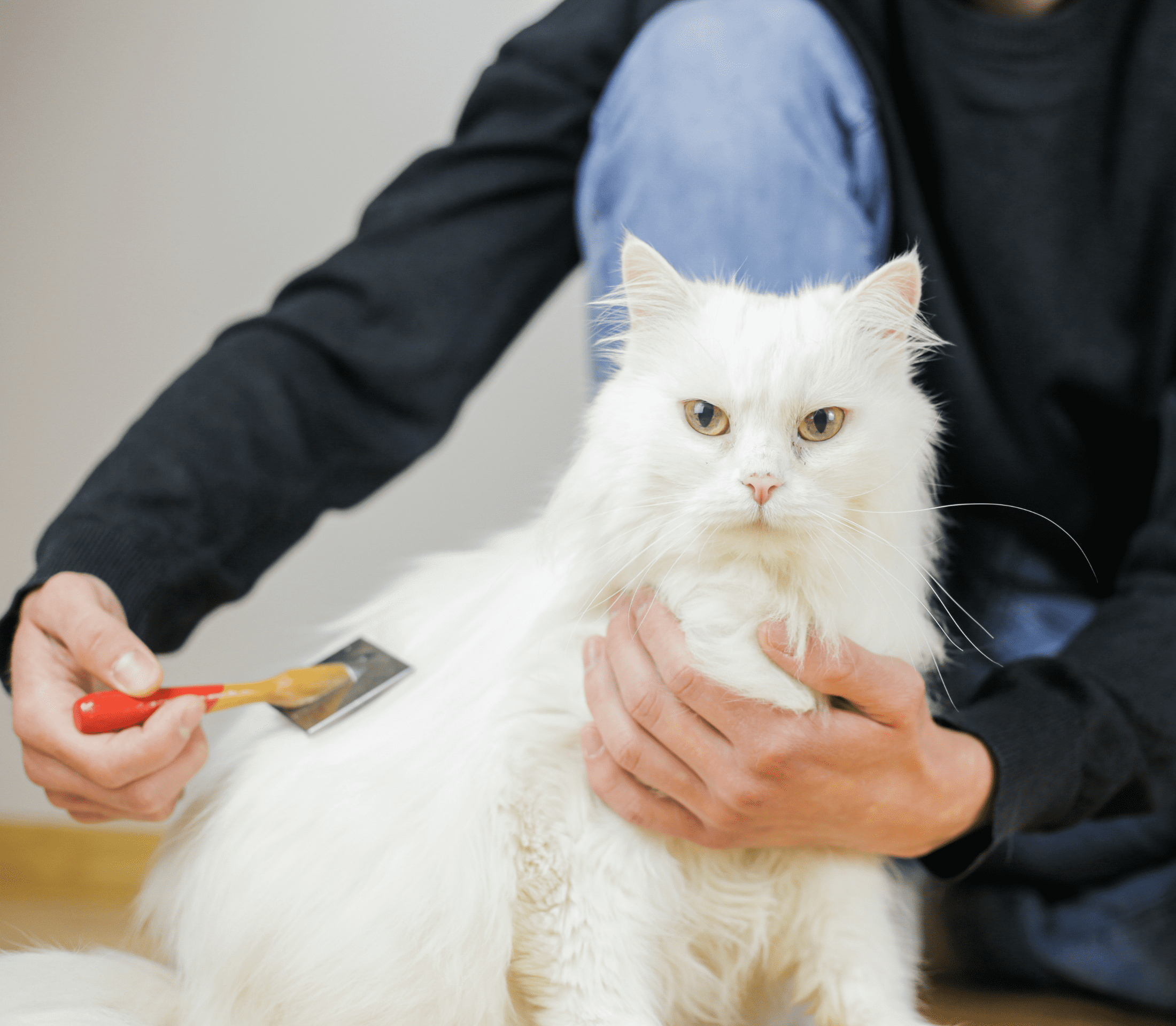 White cat getting a hair brush