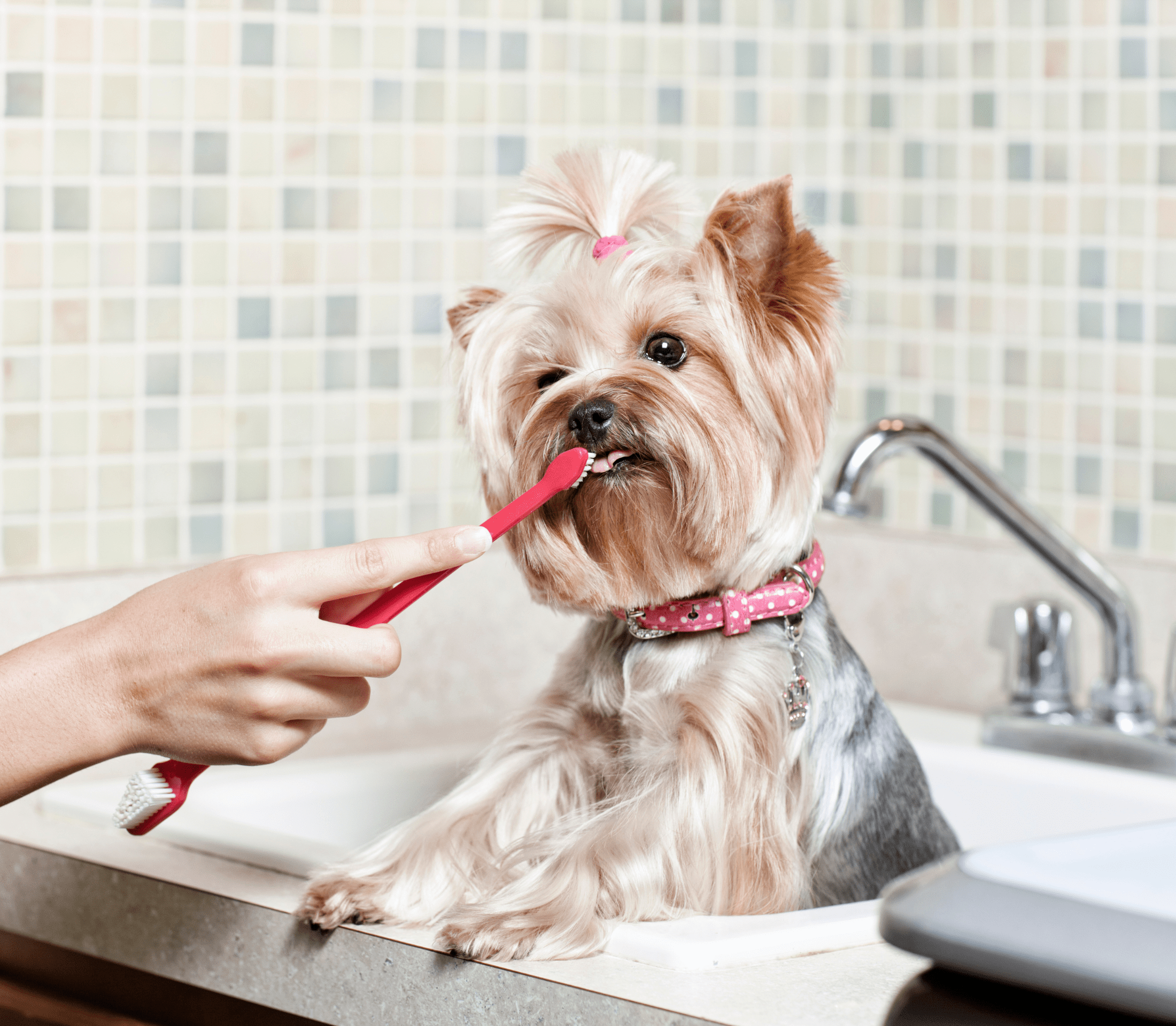 Brownish Terrier having a tootbrush