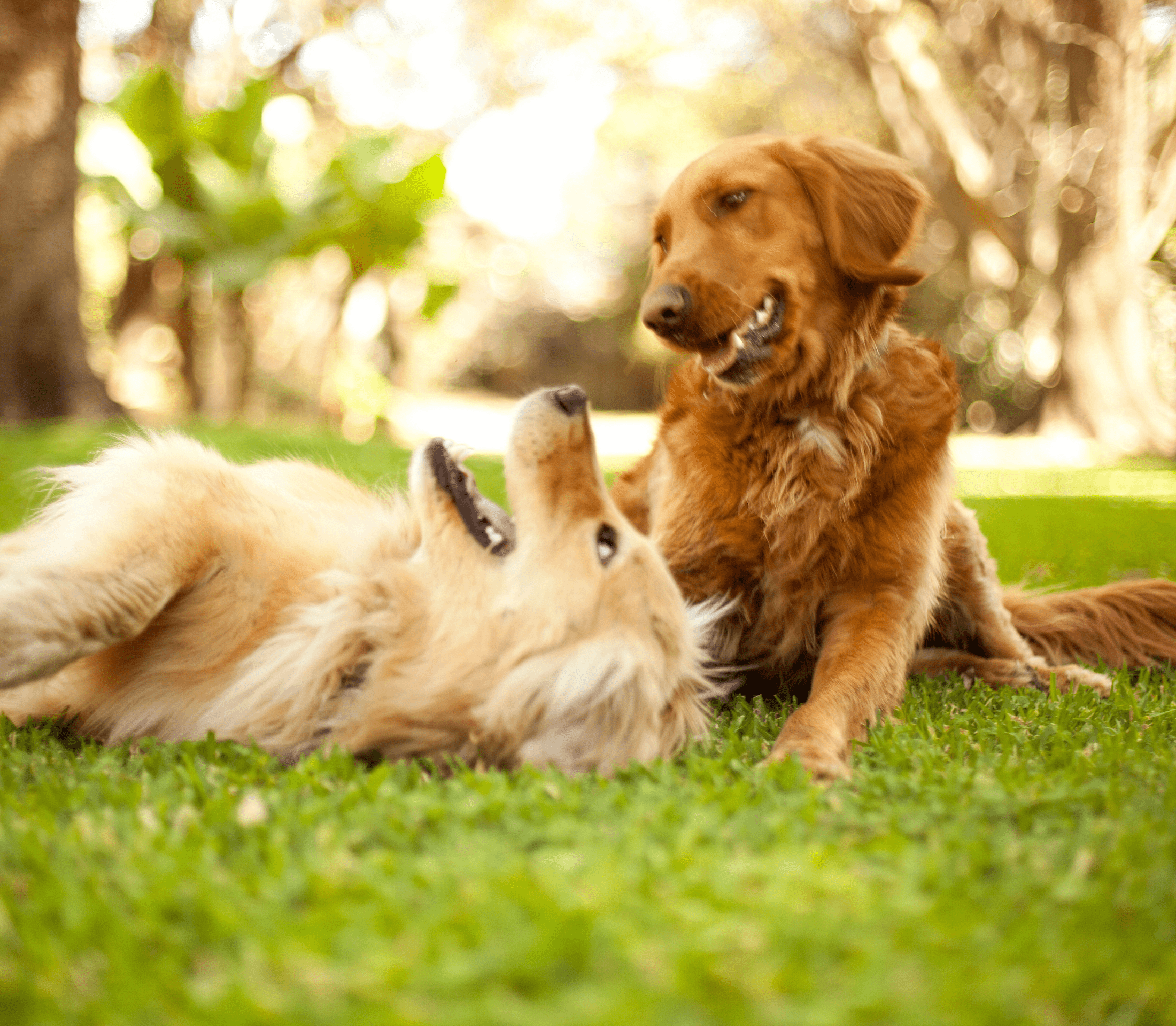 Two adults dog playing under the trees