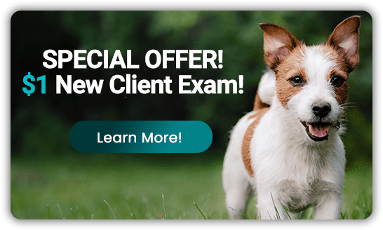 New Client Special Offer! $1 New Client Exam!