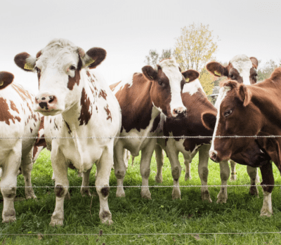 Herd of white and brown cow
