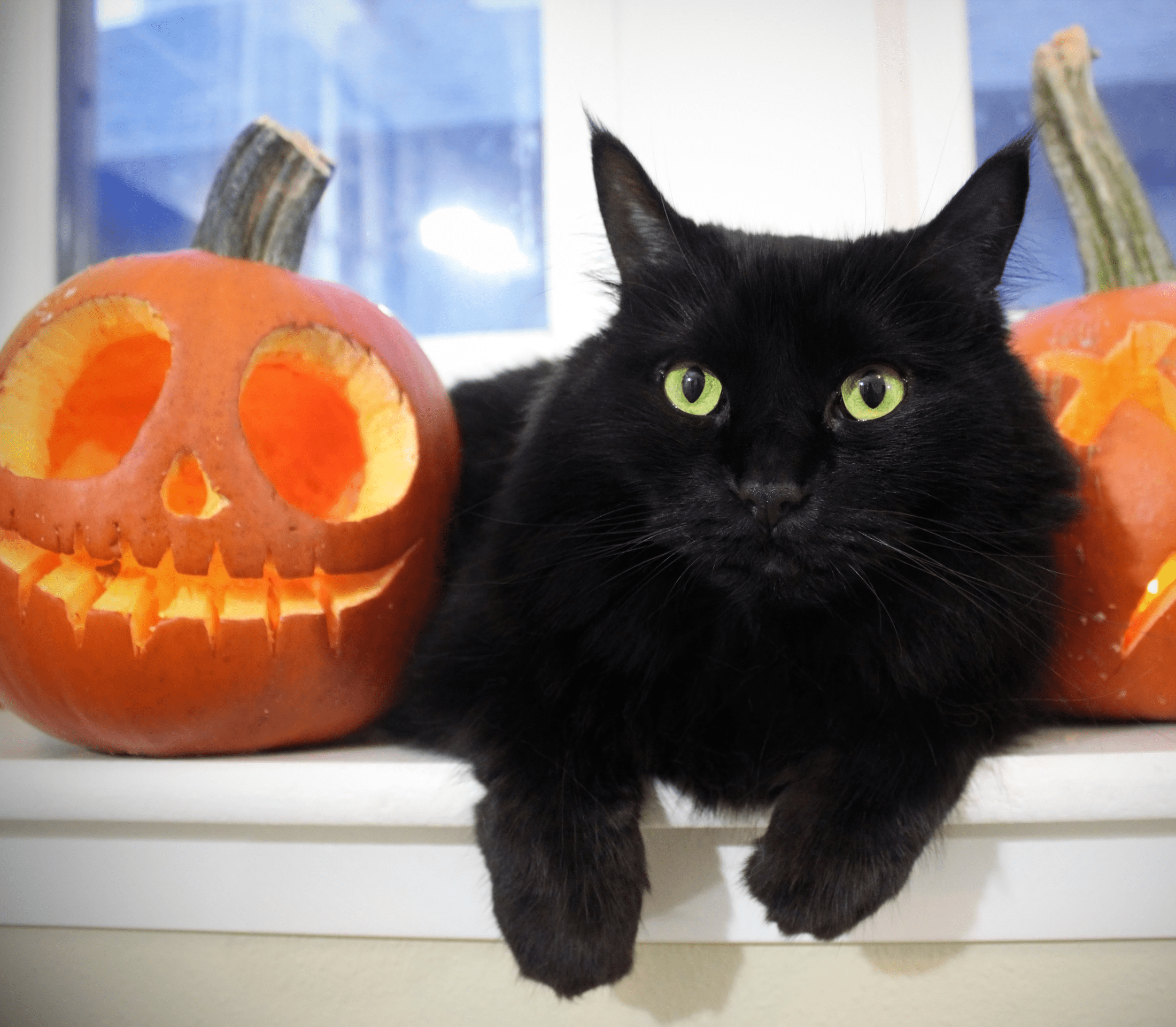 Black cat with two Halloween pumpkins on both sides