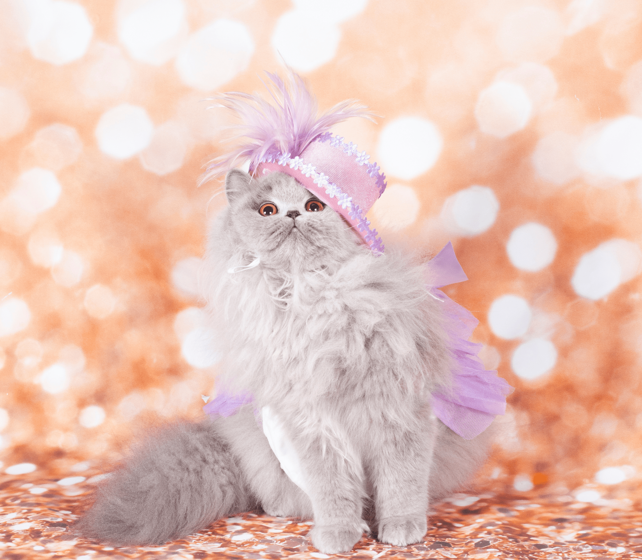 Gray furry cat with purple head wear