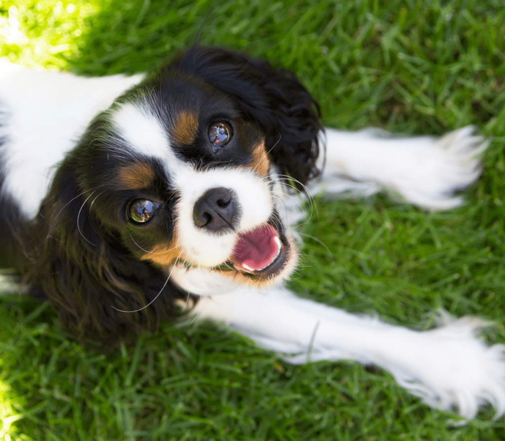 cute dog with spakling puppy eyes