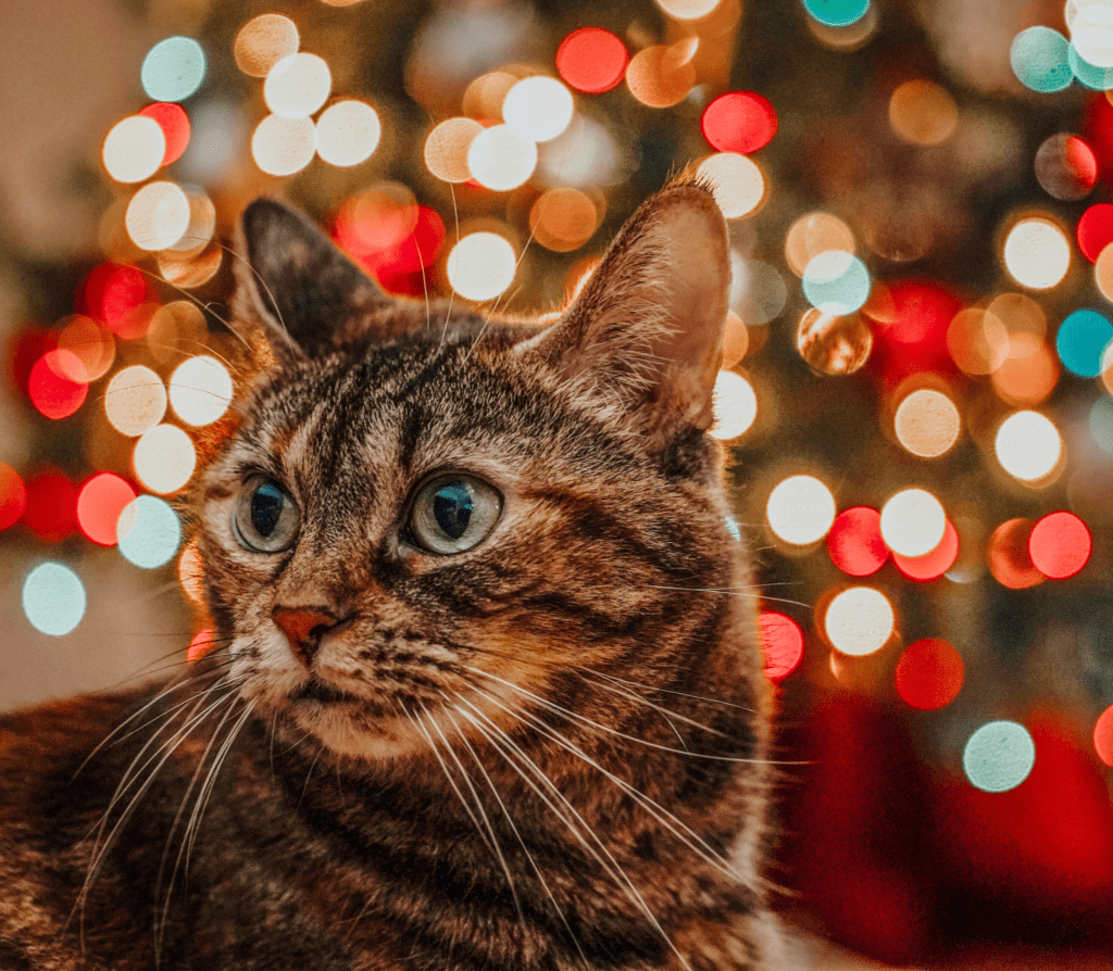 Tabby cat eyes wide staring to the left with christmas lights in the background