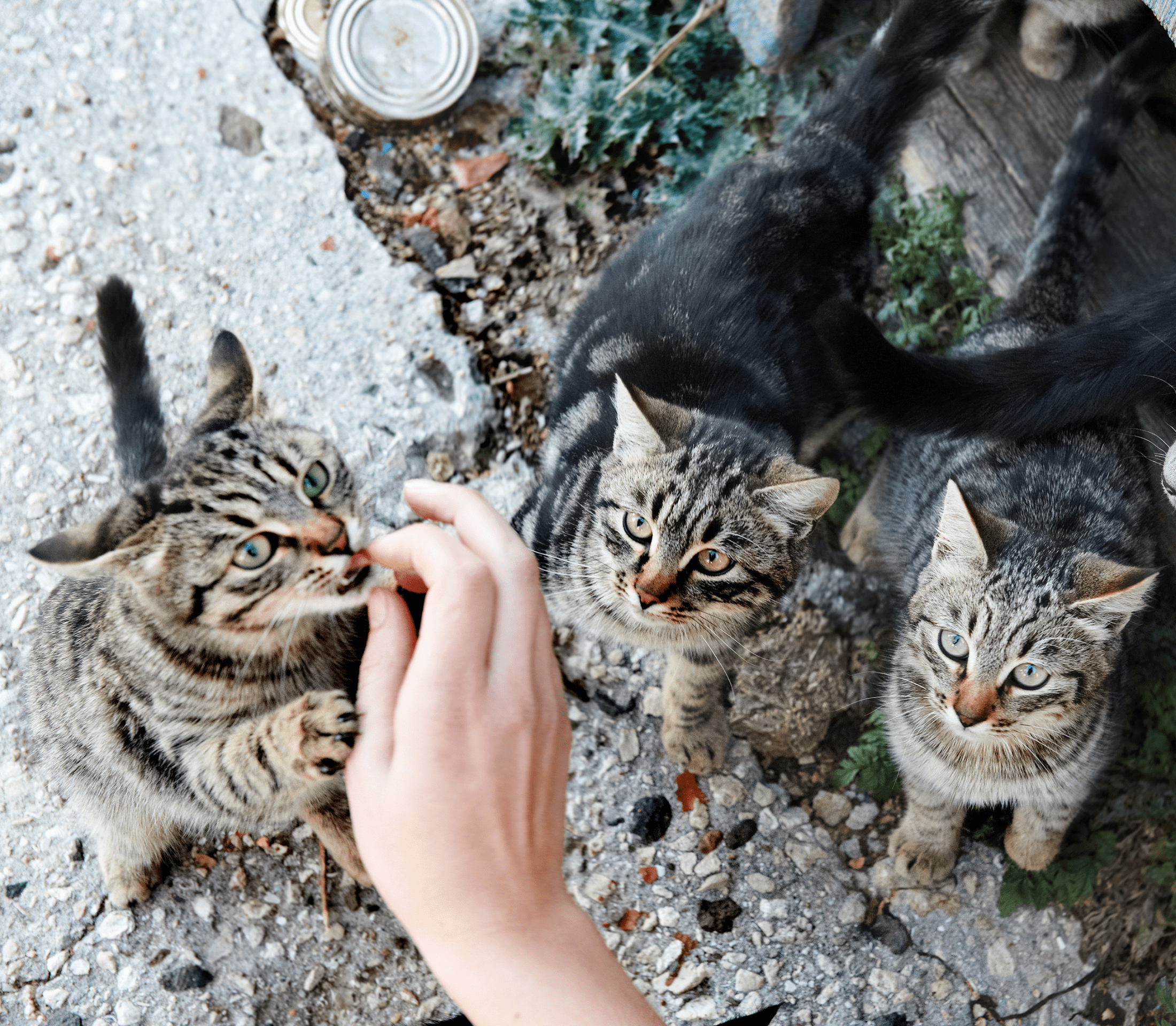 Tabby cats waiting for a treat