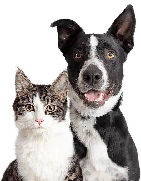 A dog and cat sitting on a white studio background.