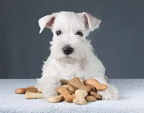 White fluffy dog laying on a pile of dog biscuits.
