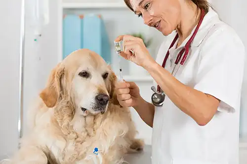 Veterinarian preparing to give dog vaccinations.
