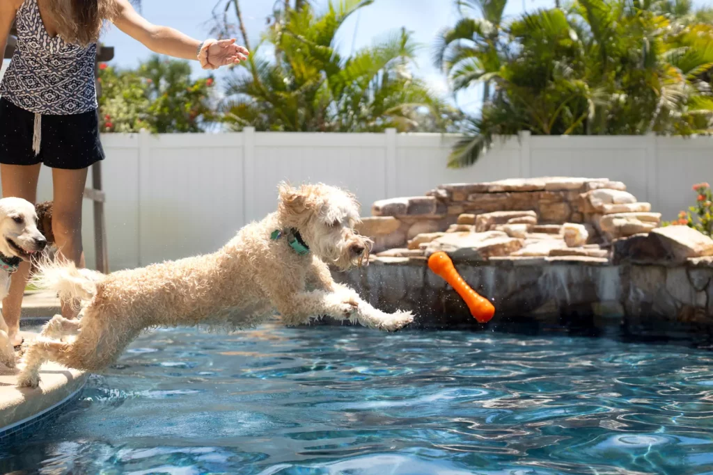 Dog jumping into pool