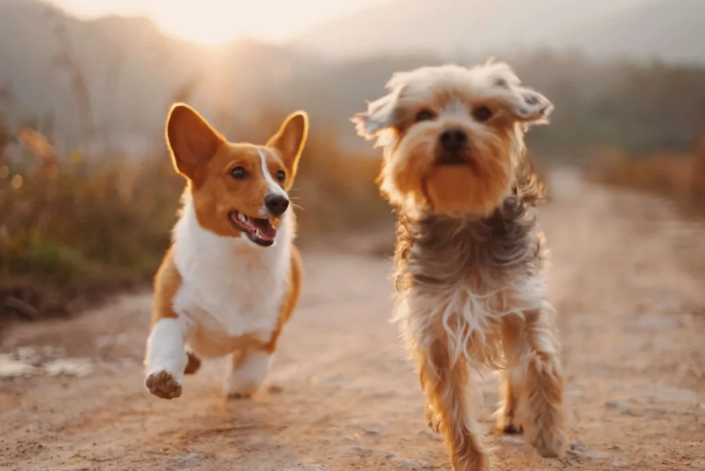 Two dogs running side by side