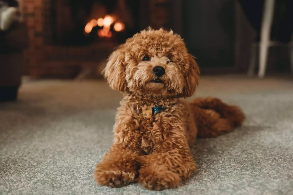 Poodle with brown fur
